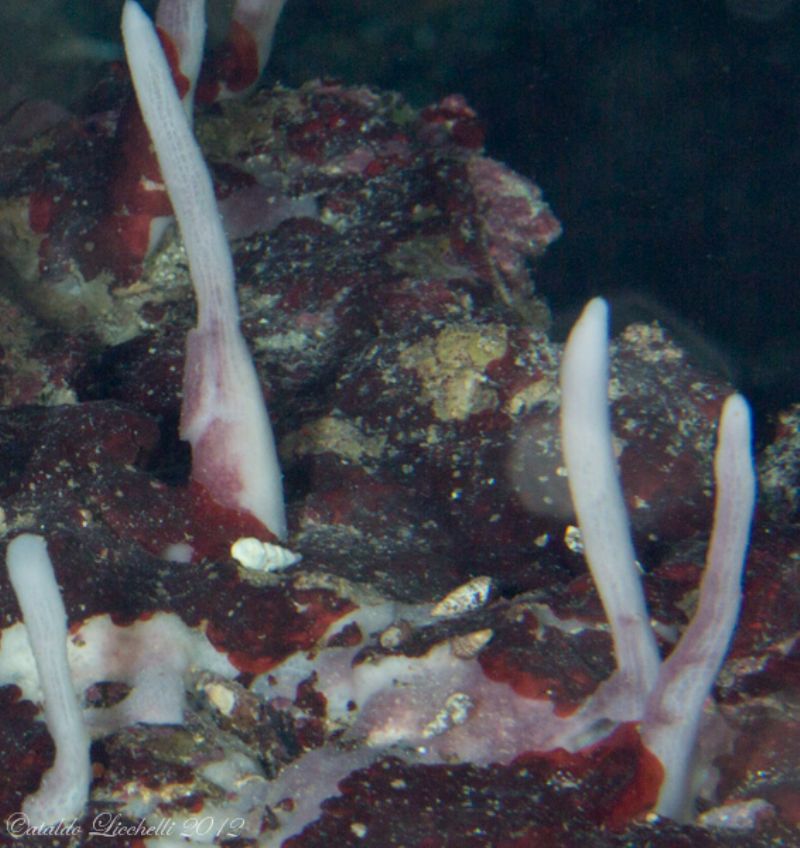 Cfr Halichondria semitubulosa in grotta